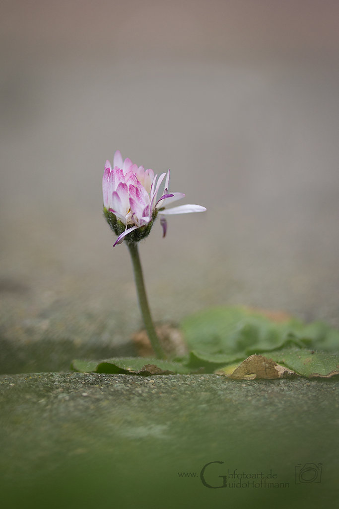 Gänseblume